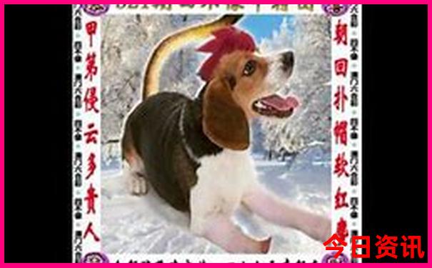 全新下载澳门管家婆全新内幕100全解读准确深度解读-白小姐管家婆四肖八码